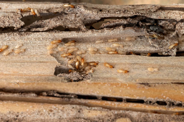 Best Pest Prevention Services  in Leakesville, MS